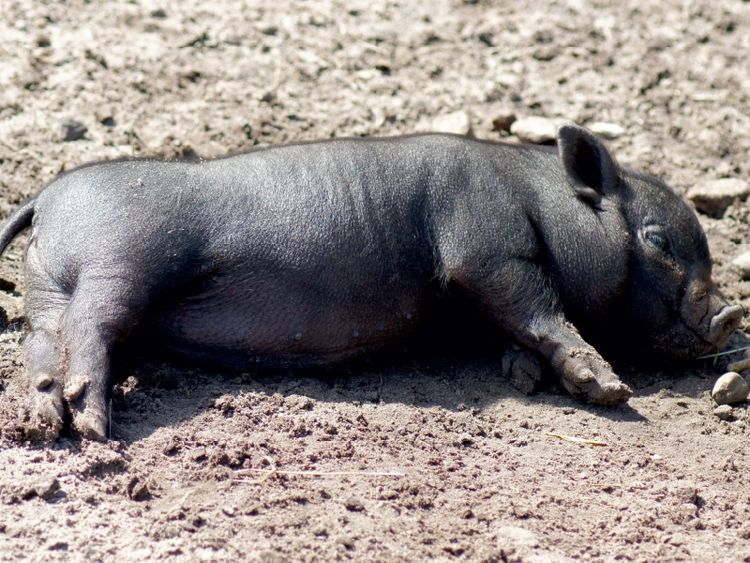 Produktbild: CALVENDO Puzzle Schlafende Mikroschwein Ferkel | 1000 Teile Lege-Gr&ouml;&szlig;e 64x48cm Foto-Puzzle f&uuml;r gl&uuml;ckliche Stunden