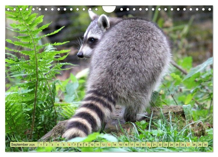 Produktbild: Der Waschb&auml;r - Der Maskentr&auml;ger in unseren W&auml;ldern (Wandkalender 2026 DIN A4 quer), CALVENDO Monatskalender