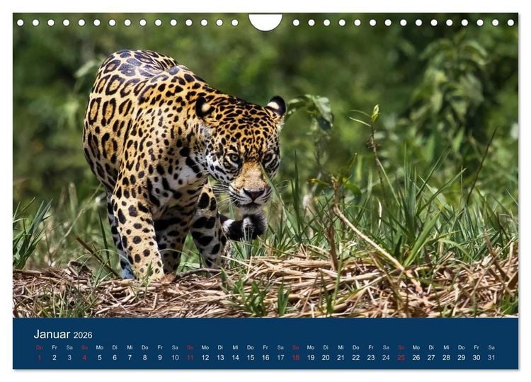 Produktbild: Brasilien tierisch gut 2026 (Wandkalender 2026 DIN A4 quer), CALVENDO Monatskalender