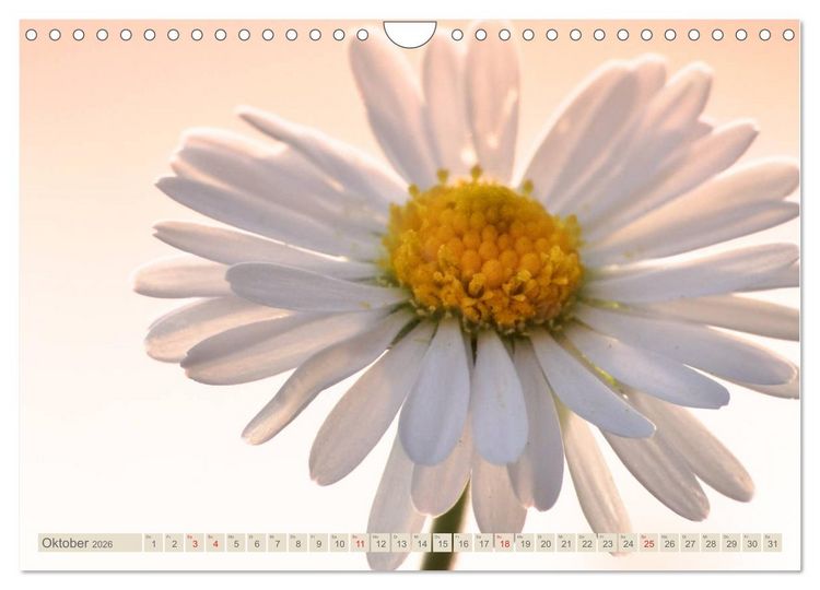 Produktbild: G&auml;nsebl&uuml;mchen Poesie (Wandkalender 2026 DIN A4 quer), CALVENDO Monatskalender