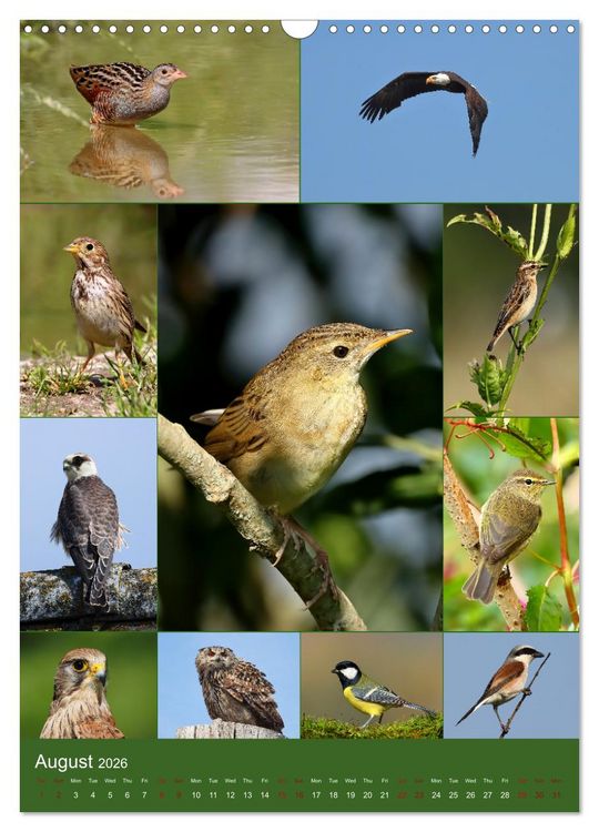Produktbild: 78 Birds (Wall Calendar 2026 DIN A3 portrait), CALVENDO 12 Month Wall Calendar