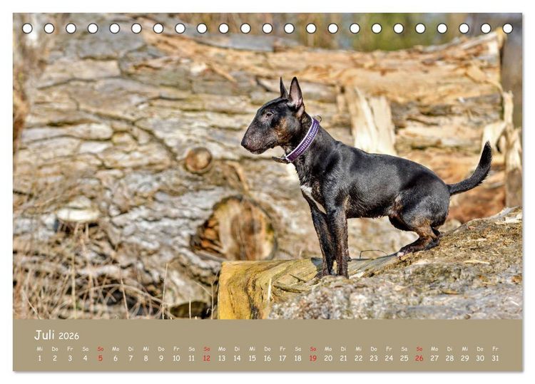 Produktbild: Einmal Bullterrier - immer Bullterrier (Tischkalender 2026 DIN A5 quer), CALVENDO Monatskalender