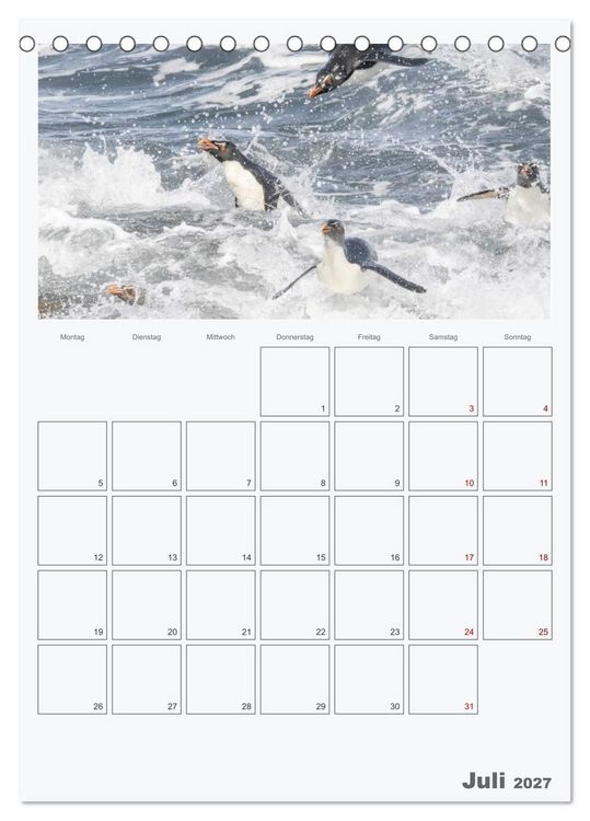 Produktbild: Alltag bei den Pinguinen auf Falkland (Tischkalender 2027 DIN A5 hoch), CALVENDO Monatskalender