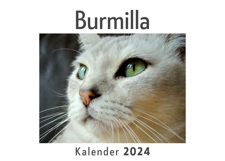 Produktbild: Burmilla (Wandkalender 2024, Kalender DIN A4 quer, Monatskalender im Querformat mit Kalendarium, Das perfekte Geschenk)