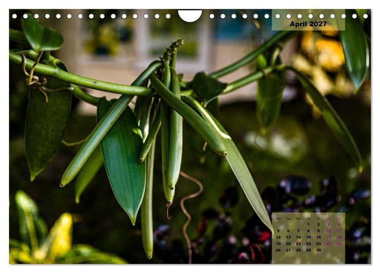 Produktbild: Fruits of Grenada (Wall Calendar 2027 DIN A4 landscape), CALVENDO 12 Month Wall Calendar