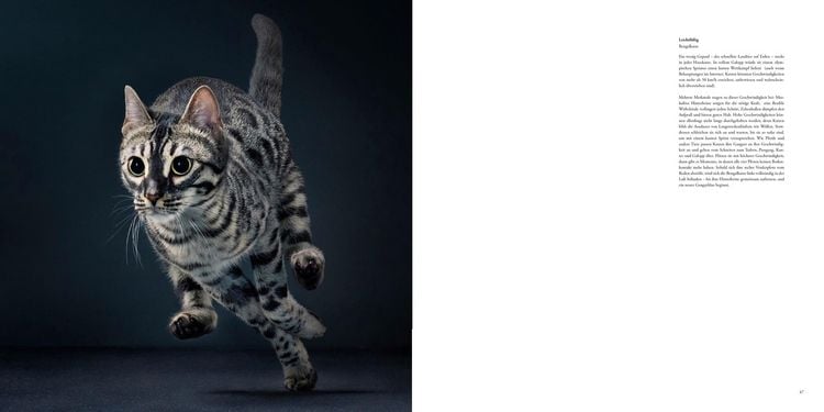 Produktbild: Katzen
