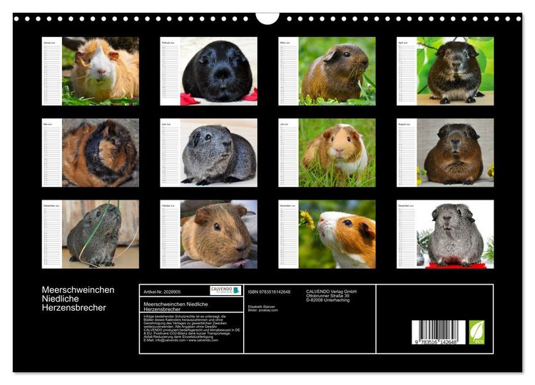 Produktbild: Meerschweinchen Niedliche Herzensbrecher (Wandkalender 2026 DIN A3 quer), CALVENDO Monatskalender