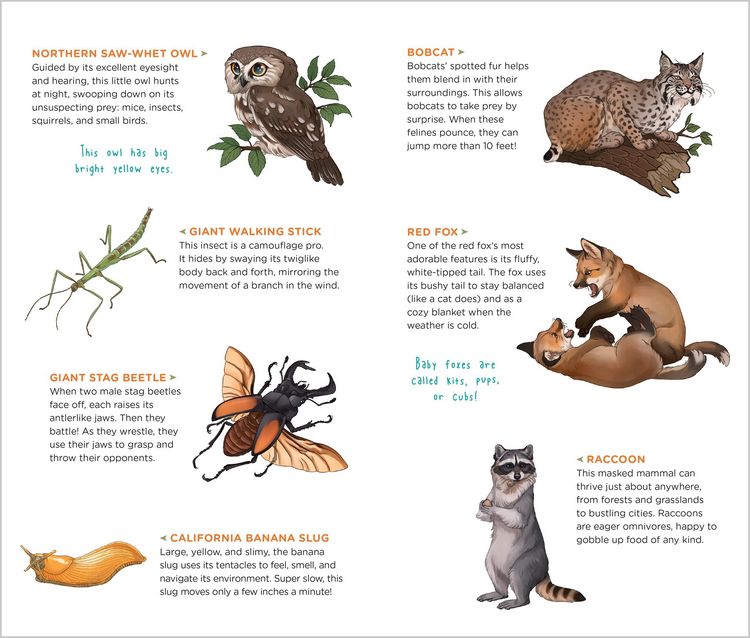 Produktbild: Wild, Wonderful Tattoo Woodland Animals