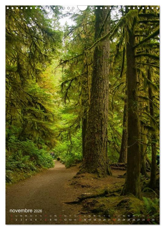 Produktbild: G&eacute;ants verts de la for&ecirc;t (Calendrier mural 2026 DIN A3 horizontal), CALVENDO calendrier mensuel
