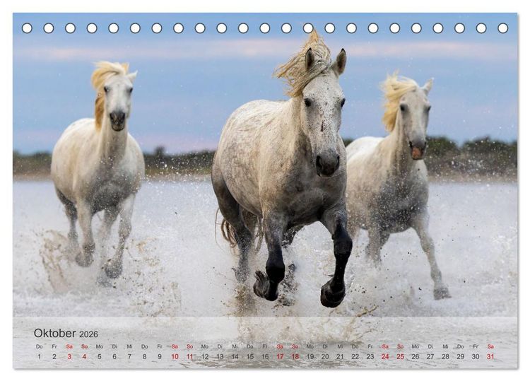 Produktbild: Die wei&szlig;en Pferde der Camargue (Tischkalender 2026 DIN A5 quer), CALVENDO Monatskalender