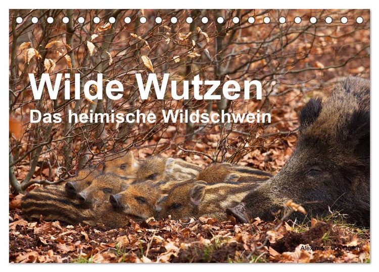 Produktbild: Wilde Wutzen. Das heimische Wildschwein (Tischkalender 2026 DIN A5 quer), CALVENDO Monatskalender