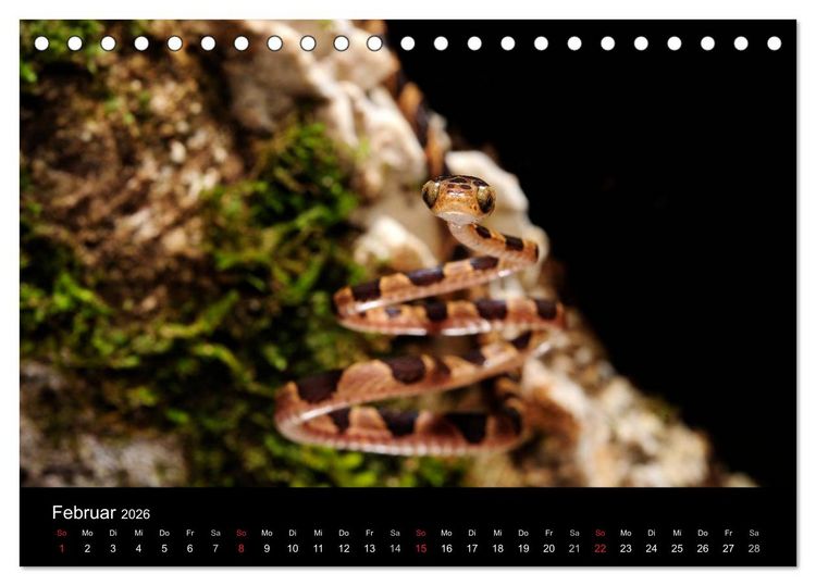 Produktbild: REPTILIEN (Tischkalender 2026 DIN A5 quer), CALVENDO Monatskalender