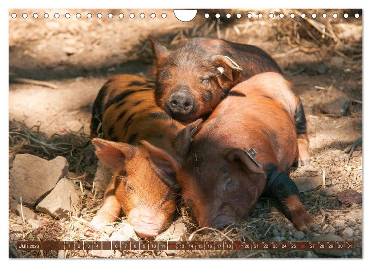 Produktbild: Gl&uuml;ckliche Schweine Berkshire-Iberico Ferkel (Wandkalender 2026 DIN A4 quer), CALVENDO Monatskalender