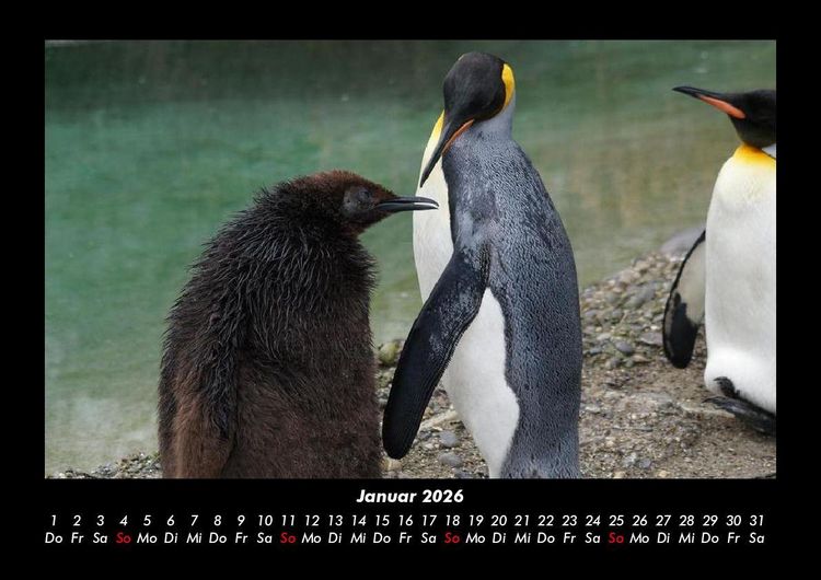 Produktbild: Tierkalender 2026 Fotokalender DIN A3