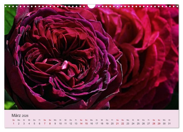Produktbild: Rosen Reigen im Garten (Wandkalender 2026 DIN A3 quer), CALVENDO Monatskalender