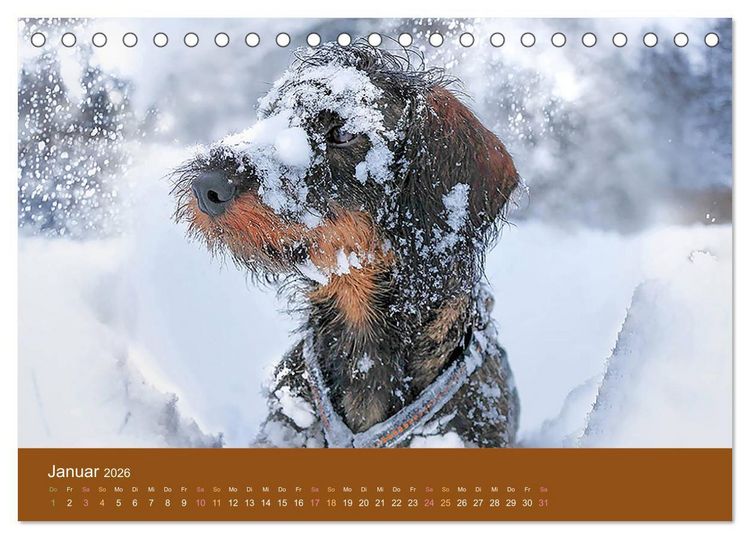 Produktbild: Der Dackel (Tischkalender 2026 DIN A5 quer), CALVENDO Monatskalender