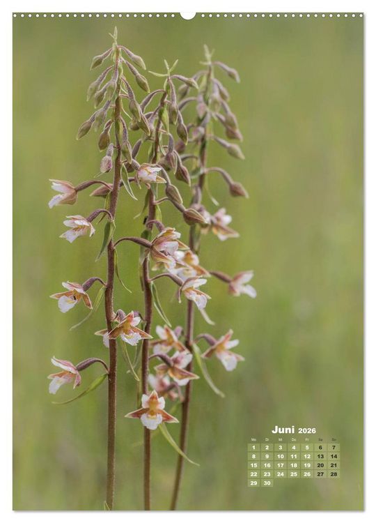 Produktbild: Orchideen in freier Wildbahn (hochwertiger Premium Wandkalender 2026 DIN A2 hoch), Kunstdruck in Hochglanz