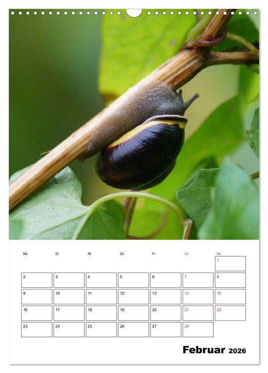 Produktbild: Die geheimnisvolle Welt der Schnecken (Wandkalender 2026 DIN A3 hoch), CALVENDO Monatskalender