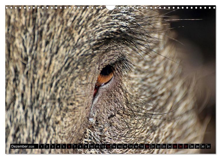 Produktbild: Der Schweinekalender (Wandkalender 2026 DIN A3 quer), CALVENDO Monatskalender