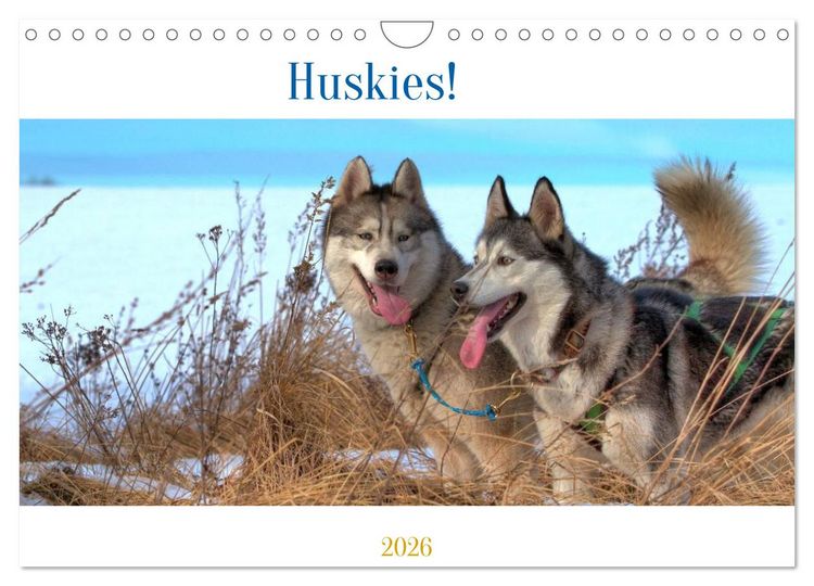Produktbild: Huskies! (Wandkalender 2026 DIN A4 quer), CALVENDO Monatskalender