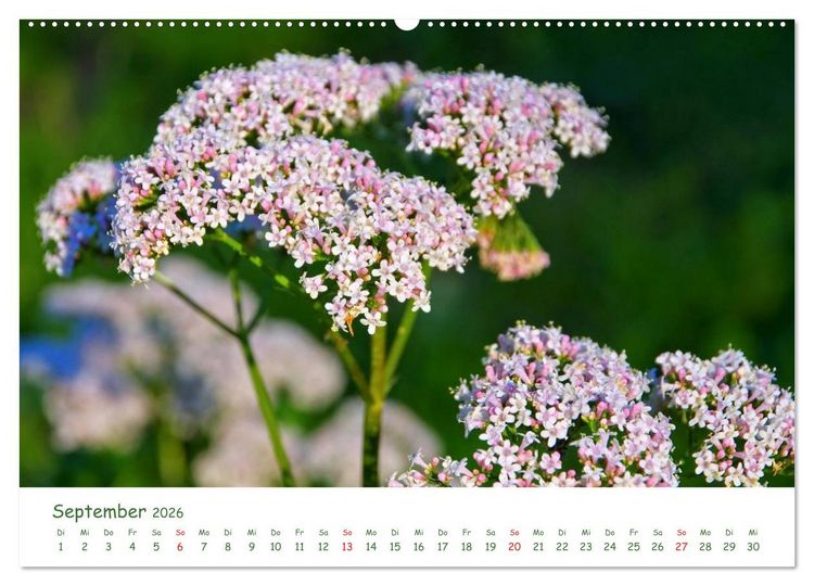 Produktbild: Arzneipflanzen (hochwertiger Premium Wandkalender 2026 DIN A2 quer), Kunstdruck in Hochglanz
