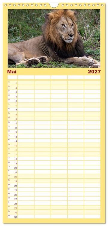 Produktbild: Familienplaner 2027 - L&ouml;wen in Botswana und S&uuml;dafrika mit 5 Spalten (Wandkalender, 21 x 45 cm) CALVENDO