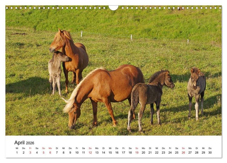 Produktbild: Die Pferde Islands - Ein Streifzug durch Island (Wandkalender 2026 DIN A3 quer), CALVENDO Monatskalender