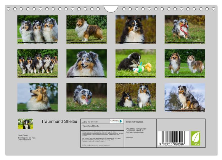 Produktbild: Traumhund Sheltie (Wandkalender 2026 DIN A4 quer), CALVENDO Monatskalender