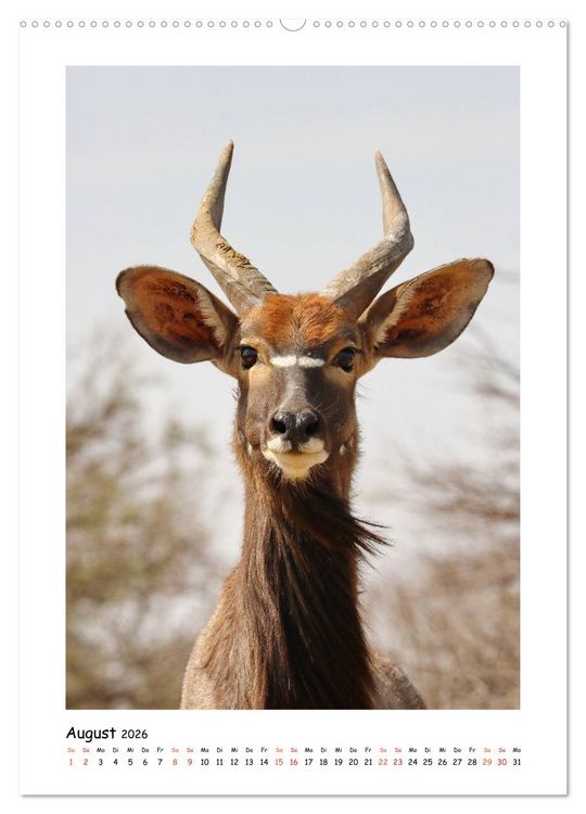 Produktbild: S&Uuml;DAFRIKA - WILDTIERE IM PORTRAIT (Wandkalender 2026 DIN A2 hoch), CALVENDO Monatskalender