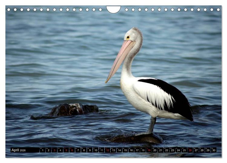 Produktbild: Die Tierwelt in Australien (Wandkalender 2026 DIN A4 quer), CALVENDO Monatskalender