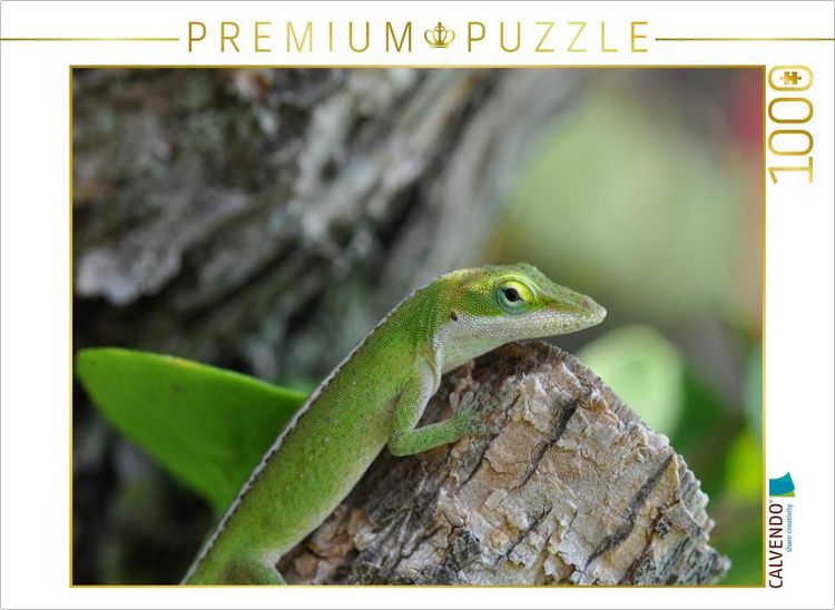 Produktbild: CALVENDO Puzzle Rotkehlanolis, Big Island, Hawaii | 1000 Teile Lege-Gr&ouml;&szlig;e 64x48cm Foto-Puzzle f&uuml;r gl&uuml;ckliche Stunden