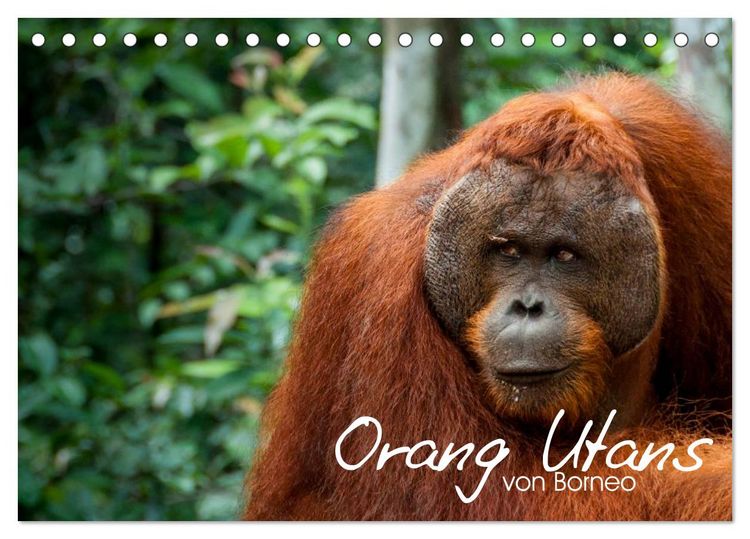 Produktbild: Orang Utans von Borneo Tierkalender 2026 (Tischkalender 2026 DIN A5 quer), CALVENDO Monatskalender