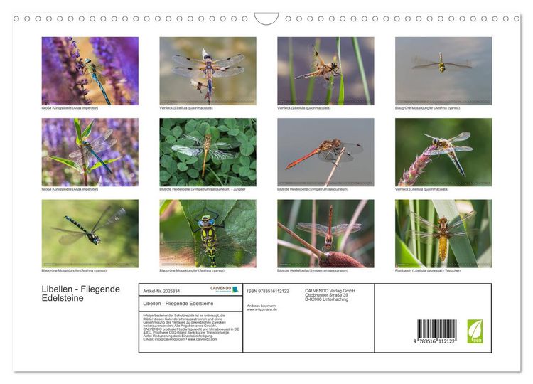 Produktbild: Libellen - Fliegende Edelsteine (Wandkalender 2026 DIN A3 quer), CALVENDO Monatskalender