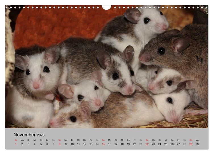 Produktbild: Mausebande (Wandkalender 2026 DIN A3 quer), CALVENDO Monatskalender