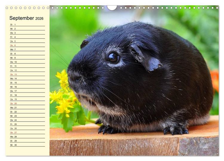 Produktbild: Meerschweinchen. Geliebte Nager (Wandkalender 2026 DIN A3 quer), CALVENDO Monatskalender