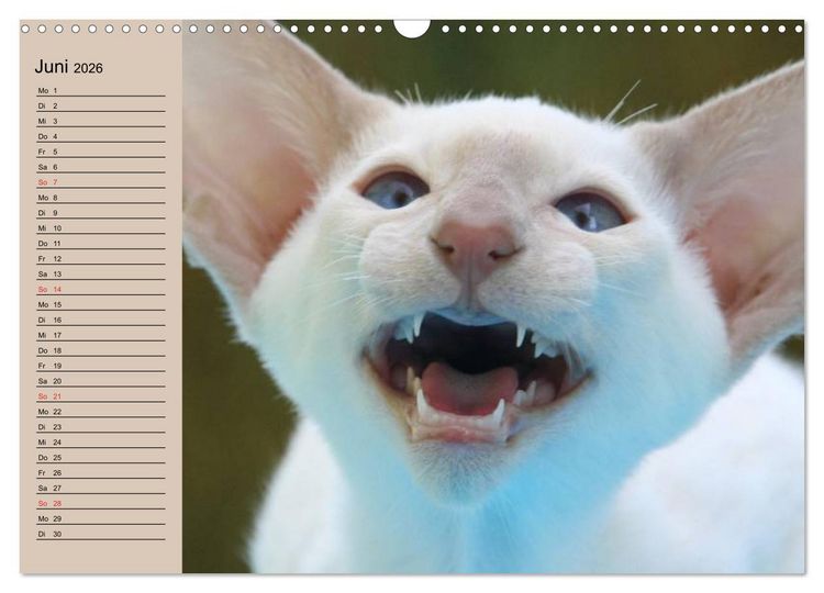 Produktbild: Siamkatzen - Kleiner Frechdachs mit Familie (Wandkalender 2026 DIN A3 quer), CALVENDO Monatskalender