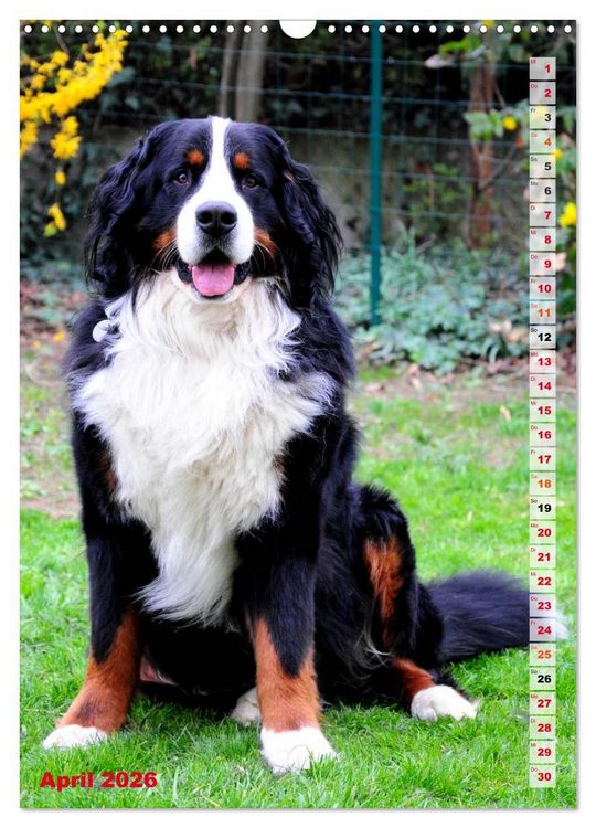 Produktbild: B&Auml;R - Der Berner Sennenhund (Wandkalender 2026 DIN A3 hoch), CALVENDO Monatskalender