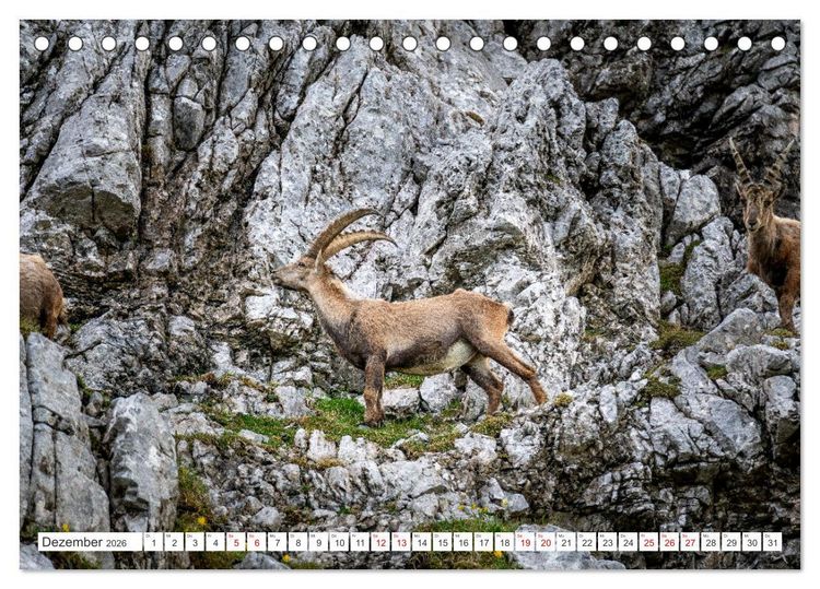 Produktbild: Steinb&ouml;cke - Majest&auml;tische Tiere der Alpen (Tischkalender 2026 DIN A5 quer), CALVENDO Monatskalender