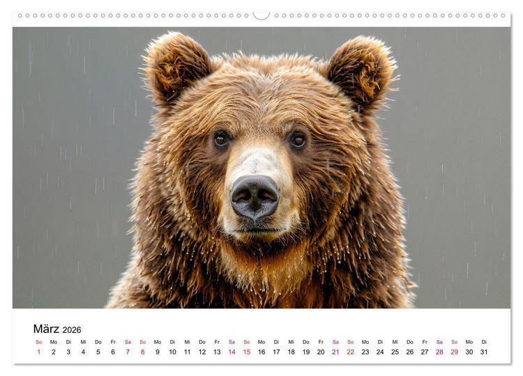Produktbild: B&auml;ren - gef&auml;hrlich nett (Wandkalender 2026 DIN A2 quer), CALVENDO Monatskalender