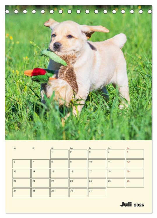 Produktbild: Familienplaner - Labrador Welpen entdecken die Welt (Tischkalender 2026 DIN A5 hoch), CALVENDO Monatskalender