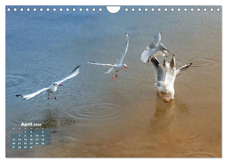 Produktbild: M&ouml;wen frech und witzig (Wandkalender 2026 DIN A4 quer), CALVENDO Monatskalender