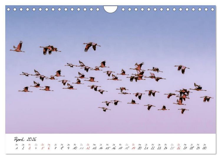 Produktbild: Mein Fischland! Unterwegs auf dem Dar&szlig; (Wandkalender 2026 DIN A4 quer), CALVENDO Monatskalender