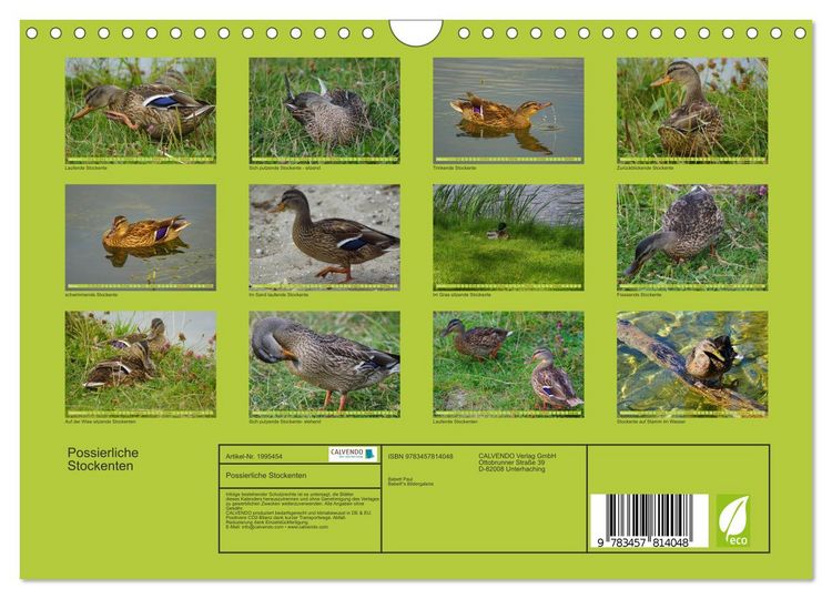 Produktbild: Possierliche Stockenten (Wandkalender 2026 DIN A4 quer), CALVENDO Monatskalender