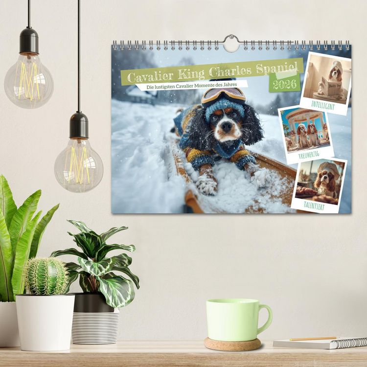 Produktbild: Cavalier King Charles Spaniel. Die lustigsten Cavalier Momente des Jahres. (Wandkalender 2026 DIN A4 quer), CALVENDO Monatskalender