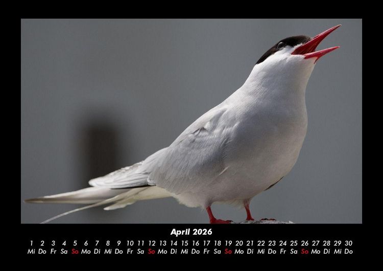 Produktbild: Welt der V&ouml;gel 2026 Fotokalender DIN A3
