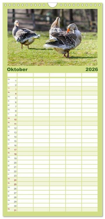 Produktbild: Familienplaner 2026 - Graug&auml;nse in heimischer Umgebung mit 5 Spalten (Wandkalender, 21 x 45 cm) CALVENDO