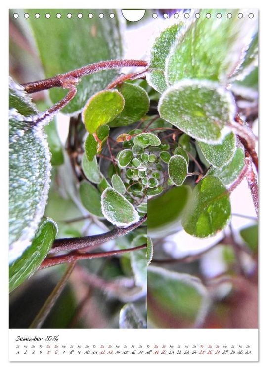 Produktbild: Durchschnittlich - Verzauberte Flora (Wandkalender 2026 DIN A4 hoch), CALVENDO Monatskalender