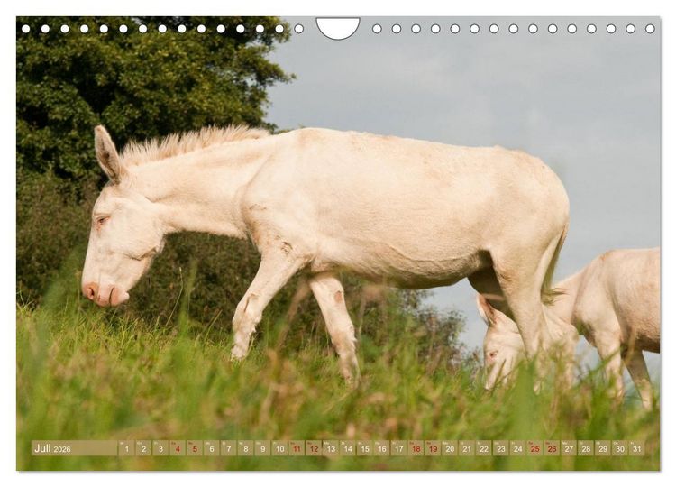Produktbild: Wei&szlig;e Esel - M&auml;rchenhafte Langohren (Wandkalender 2026 DIN A4 quer), CALVENDO Monatskalender