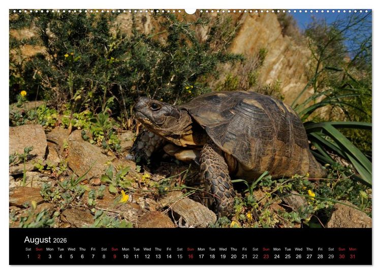 Produktbild: European Tortoises / UK-Version (High Quality Premium Wall Calendar 2026 DIN A2 landscape),CALVENDO 12 Month Wall Calendar