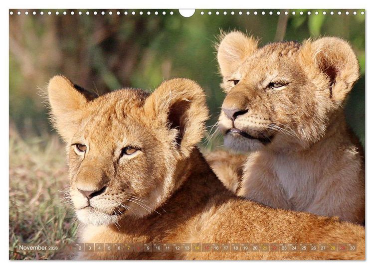 Produktbild: L&ouml;wen und Leoparden - Begegnungen in Afrika (Wandkalender 2026 DIN A3 quer), CALVENDO Monatskalender